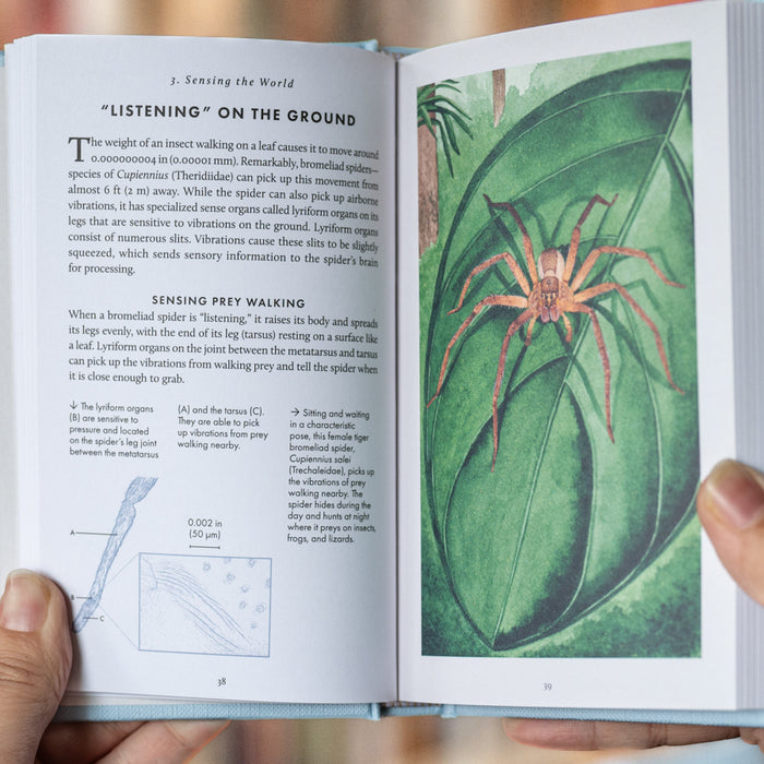 The Little Book of Spiders