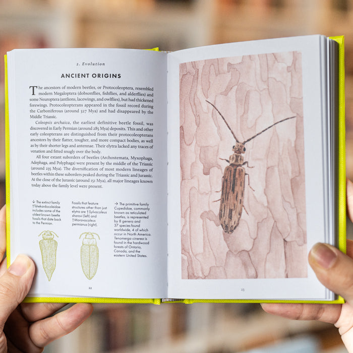 The Little Book of Beetles