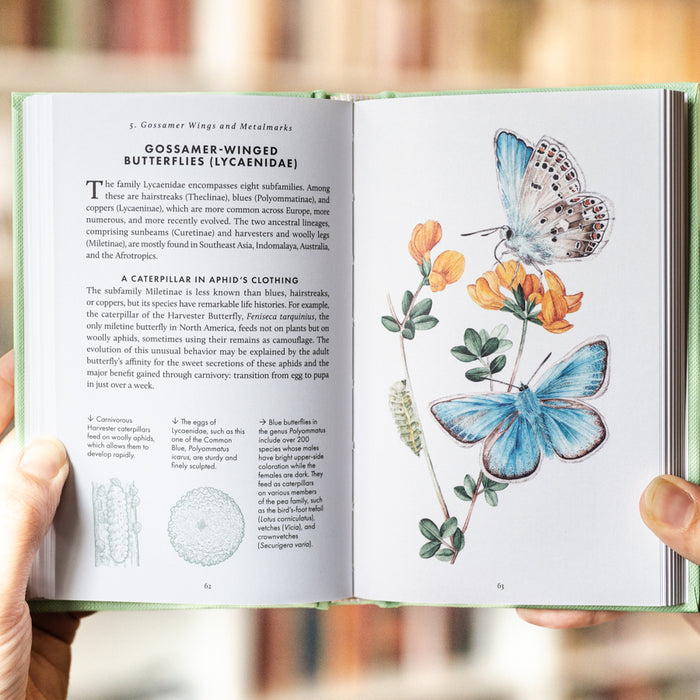 The Little Book of Butterflies